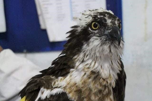 raptor bird – Digicast Negros