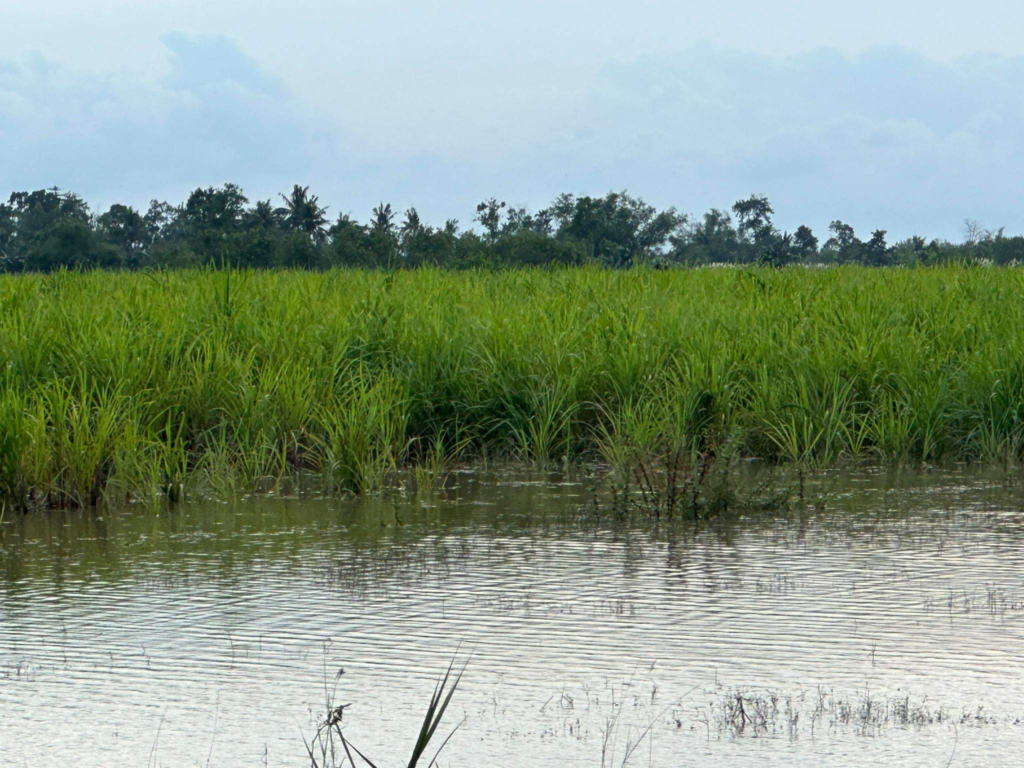 Sugar farmers appeal for president’s help - Digicast Negros